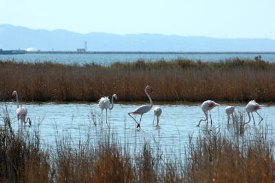 Agrandir l'image 1 sur 3, fenêtre modale