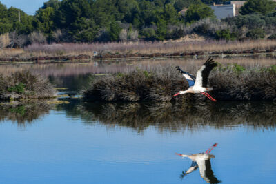 Agrandir l'image 3 sur 3, fenêtre modale
