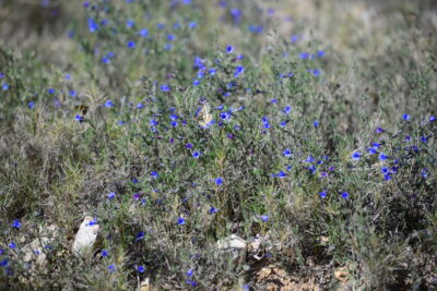 Agrandir l'image 1 sur 3, fenêtre modale