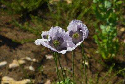 Agrandir l'image 2 sur 3, fenêtre modale