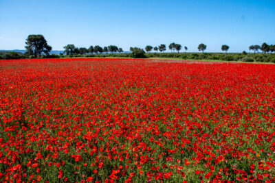 Agrandir l'image 3 sur 3, fenêtre modale