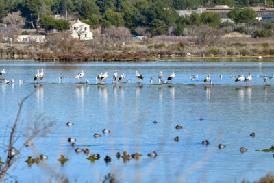 Agrandir l'image 1 sur 3, fenêtre modale