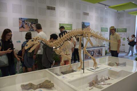 Exposition squelette dinosaures